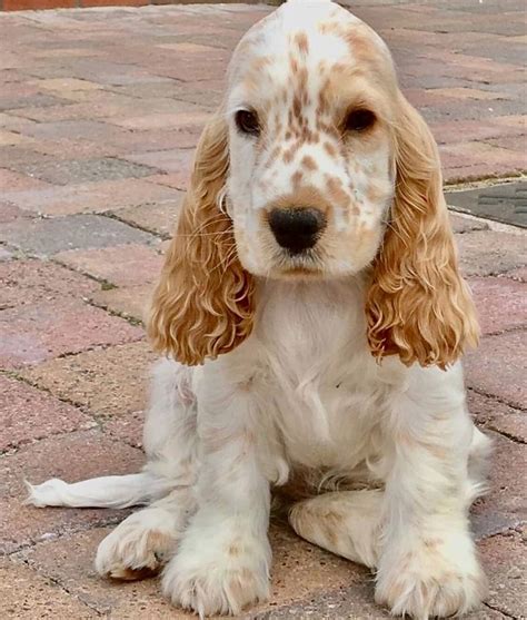 english cocker spaniel shedding.